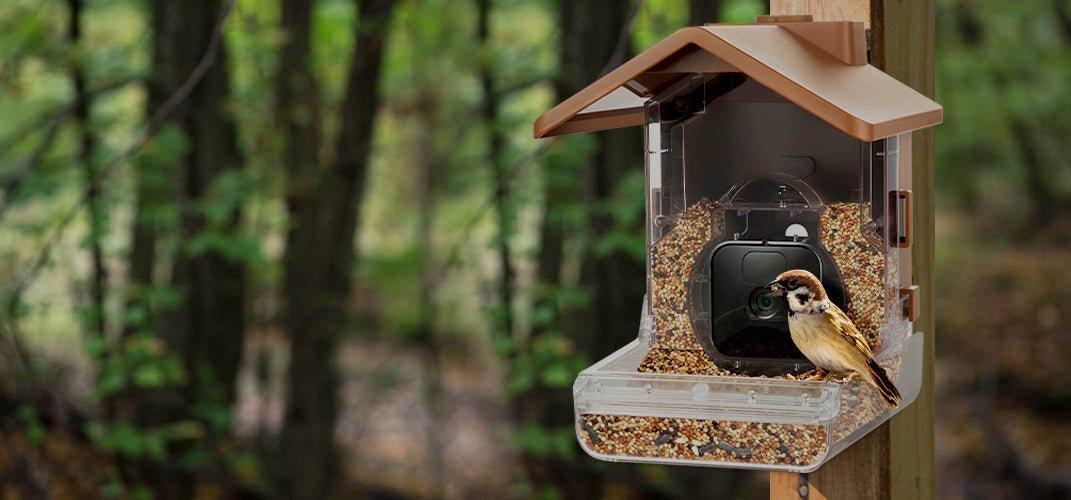 Quickly become a pro bird watcher – without the mud and bugs!