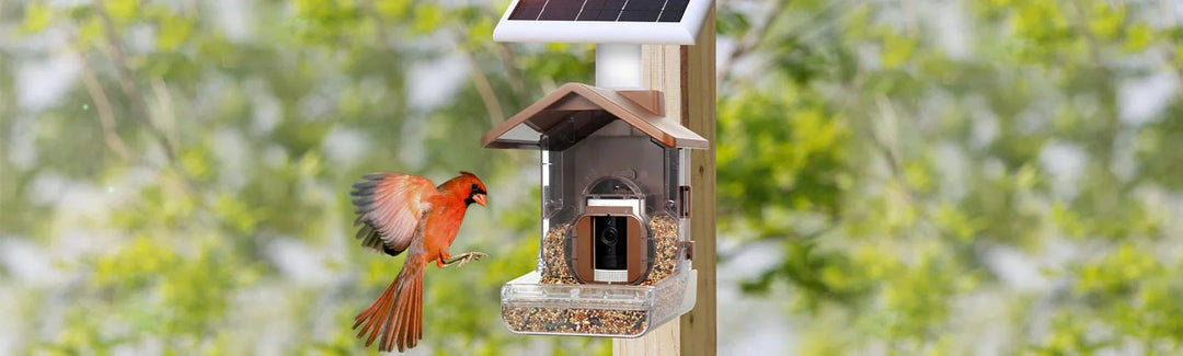 Get a Smart Nesting Experience with the Wasserstein Wooden Birdhouse
