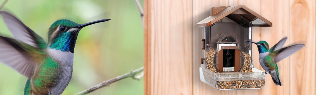 Quick & Easy Bird Feeder Camera Setup for Perfect Shots